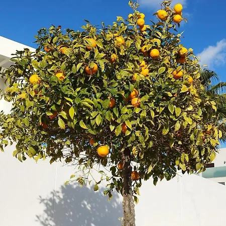 Apartamento Seaview Torrevieja Citycenter Curabeach 50M Apartment *