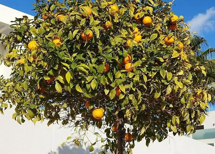 Apartmán Seaview Citycenter Curabeach 50m *