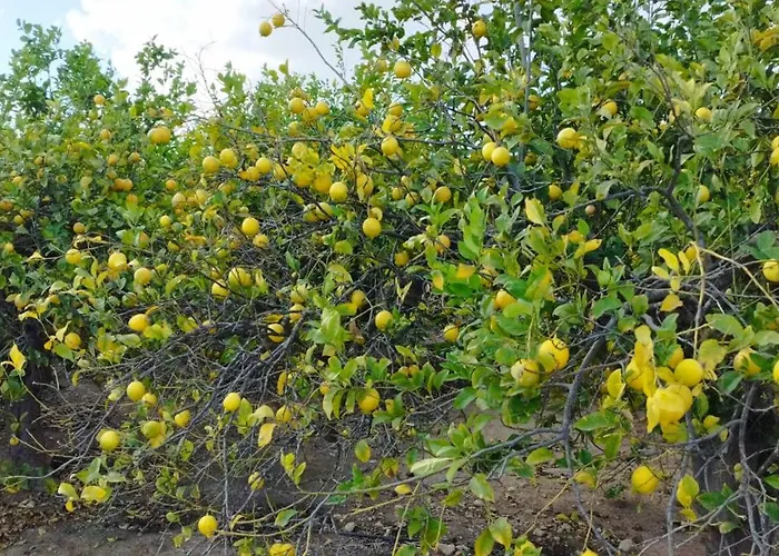 Seaview Citycenter Curabeach 50m Torrevieja